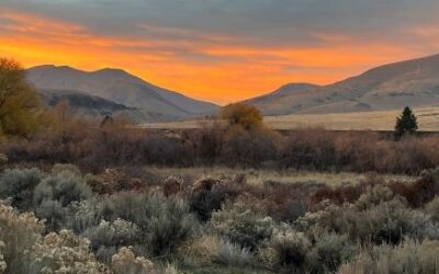 Examining Nutrient Bioavailability