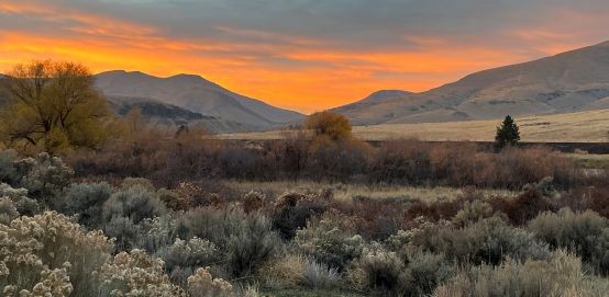Big Pines Big Pines, Yakima River Canyon, by Ralph Teller