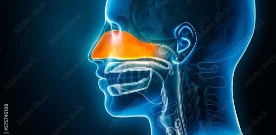Nasal passages Nasal passages