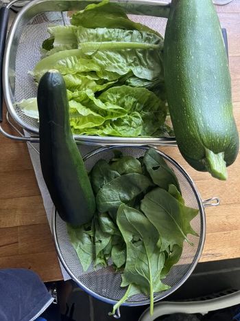 farm fresh green vegetables