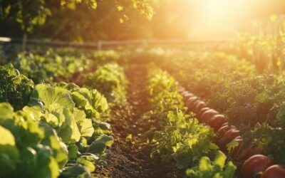 Food Forests an Agroecosystem