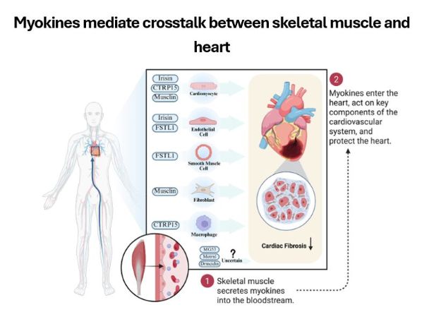 Myokines mediate crosstalk between skeletal muscle and heart