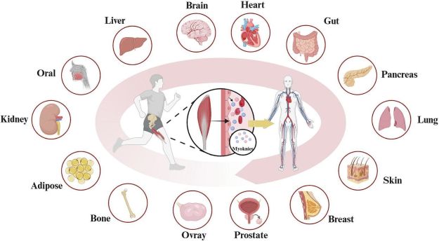 Myokines skeletal muscle mediation with organs