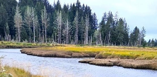 Willapa Bay by Logan Darrow Willapa Bay by Logan Darrow