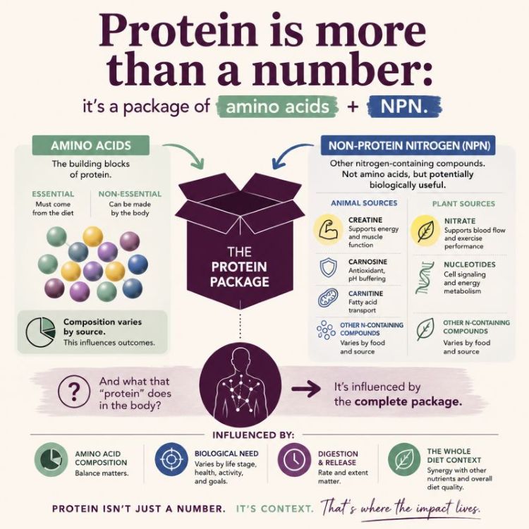 Protein as a package of amino acids and non-protein nitrogen diagram by Carlene Starck